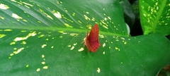 Abisara bifasciata
