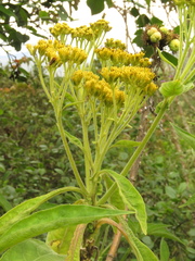 Verbesina crassiramea