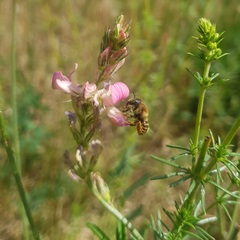 Hoplitis tridentata