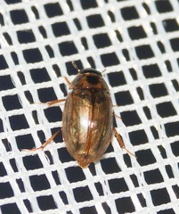 Enochrus quadripunctatus