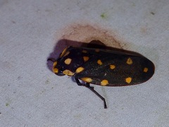 Phymatostetha stellata