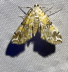 Elophila faulalis