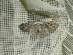 Eupithecia icterata