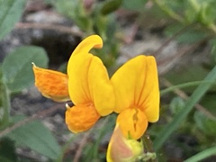 Lotus alpinus