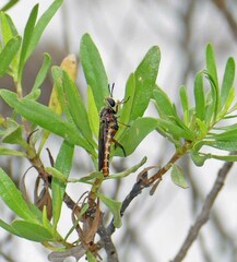 Nemomydas desideratus