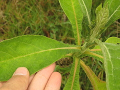 Verbesina crassiramea