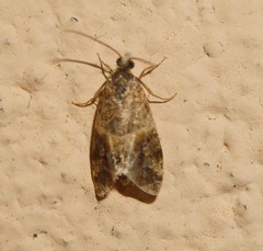Lobesia reliquana