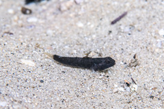 Bathygobius krefftii