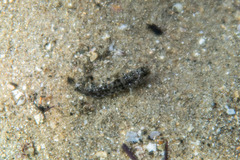 Bathygobius krefftii