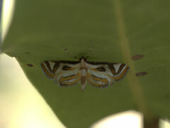 Strepsinoma croesusalis