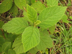 Varronia cylindrostachya