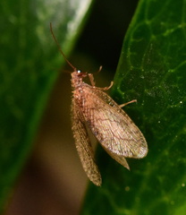 Microminae