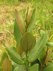 Miconia squamulosa
