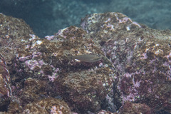 Stethojulis strigiventer