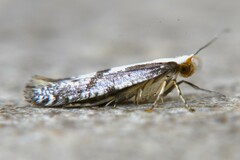 Argyresthia conjugella