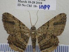 Ruttellerona pseudocessaria