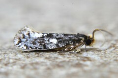 Monopis marginistrigella