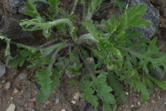 Papaver albiflorum