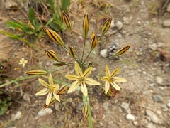 Triteleia ixioides anilina