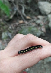 Cyclidia substigmaria