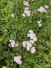 Achillea millefolium