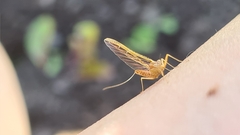 Ephemera vulgata