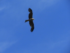 Milvus migrans migrans