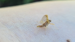 Ephemera vulgata