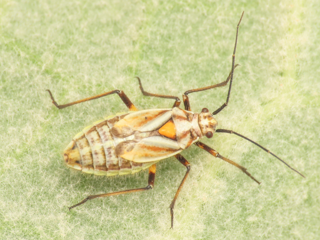 Horistus elongatus