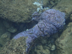 Montipora flabellata
