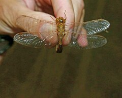 Neurocordulia molesta