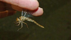 Neurocordulia molesta