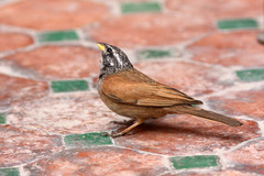 Emberiza sahari