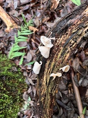 Clitocybe semiocculta