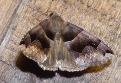 Gondysia