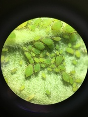 Aphis pomi
