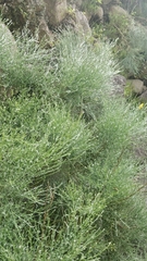 Genista tenera