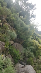 Genista tenera
