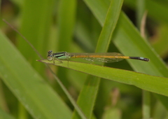 Ischnura rufostigma
