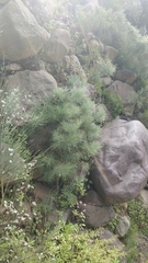 Genista tenera