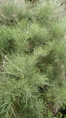 Genista tenera