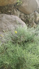 Genista tenera