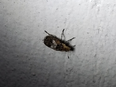 Euparius paganus