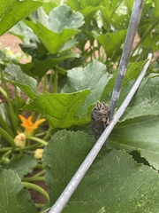 Neotibicen lyricen