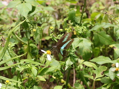 Graphium sarpedon connectens