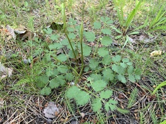 Pimpinella saxifraga