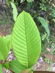 Davilla kunthii