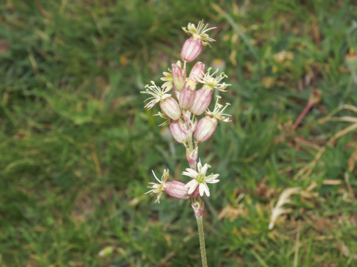 Silene roemeri, photograph 5