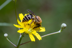 Colletes dimidiatus