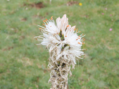 Asphodelus macrocarpus